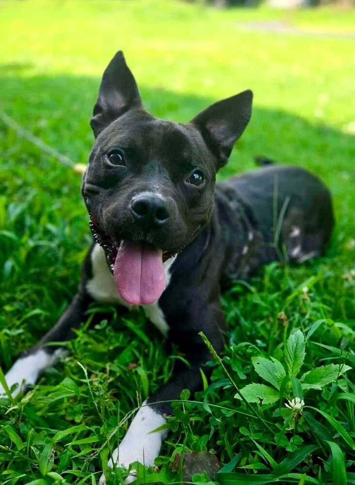 Enlarge Porky, a Adoptable Mixed Breed in Wayne, NJ image 3/3