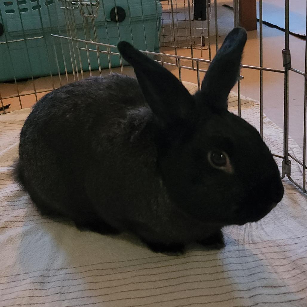 Jaxson, Adoptable, Adult Male Silver Fox.