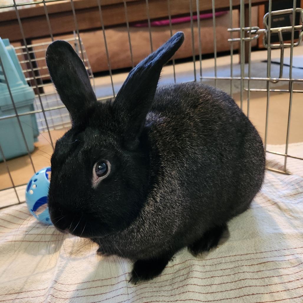 Enlarge Jaxson, a Adoptable Silver Fox in Baltimore, MD image 2/2