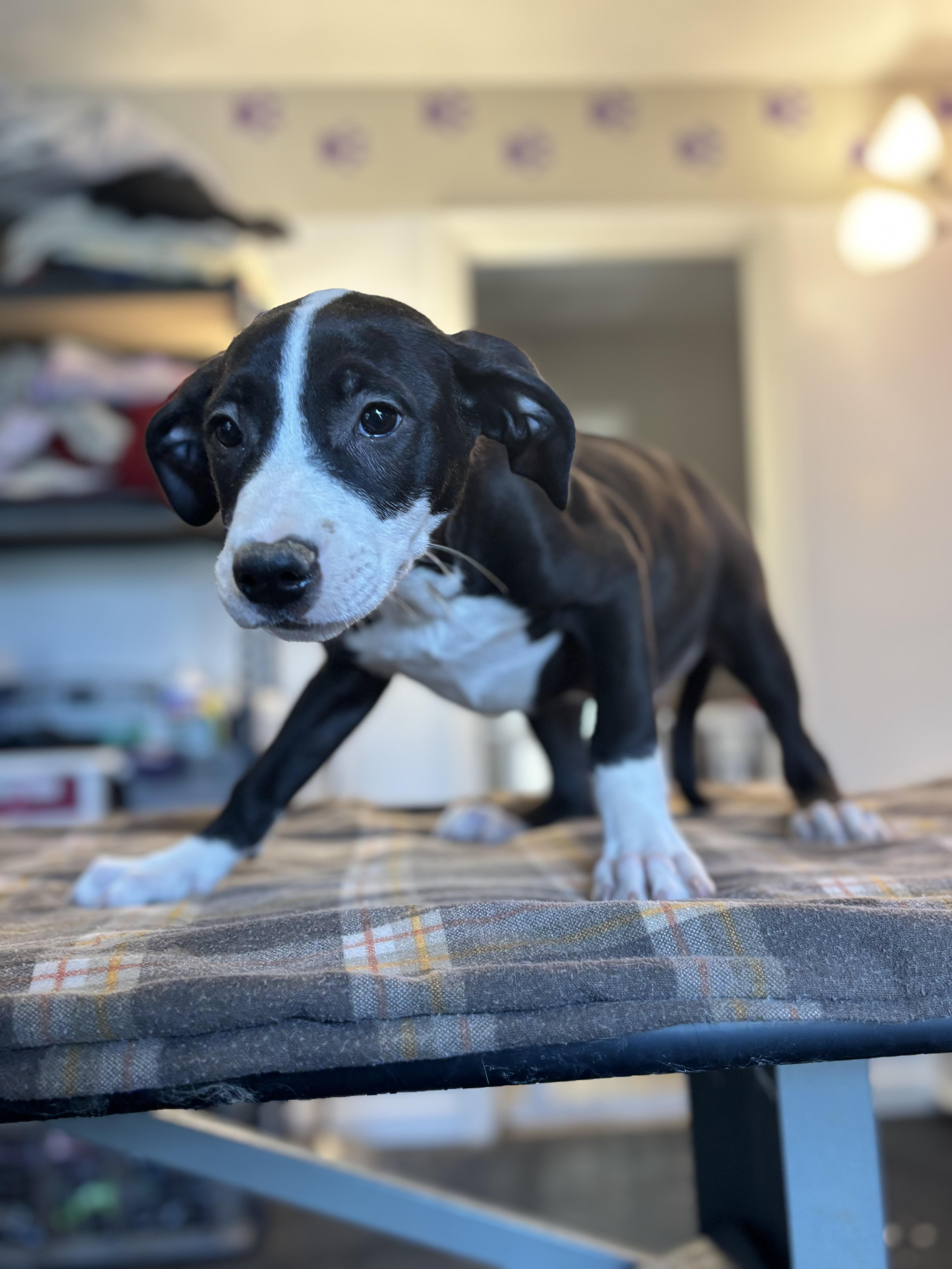 Enlarge Jack, a ADOPTABLE mixed breed in Felton, PA image 1/1