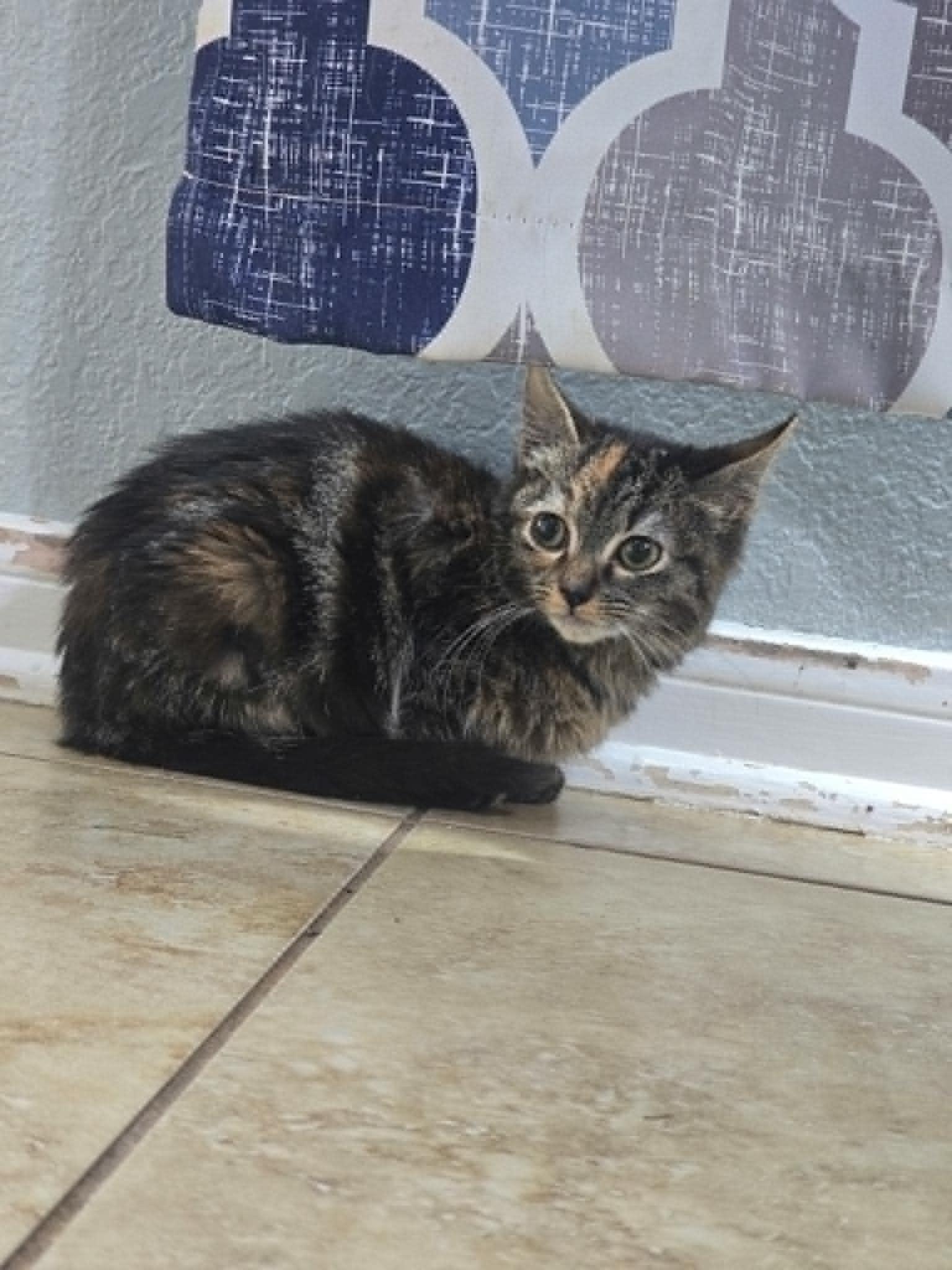 Pooh, Adoptable, Kitten Female Domestic Short Hair.