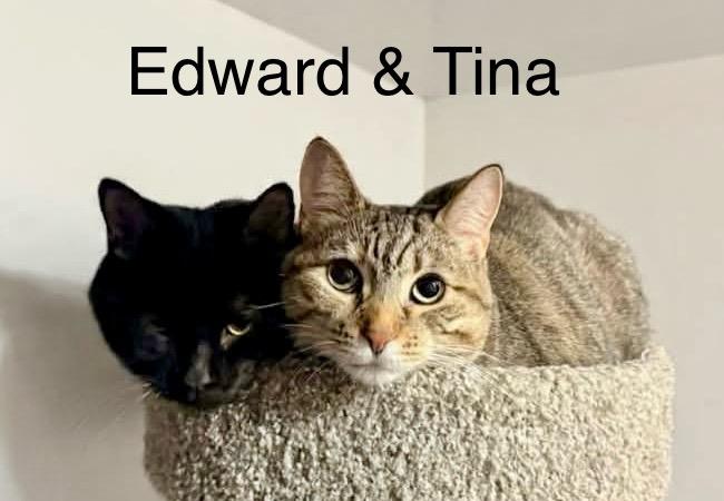 Edward, a Adoptable mixed breed in Greensburg, PA image 6/6