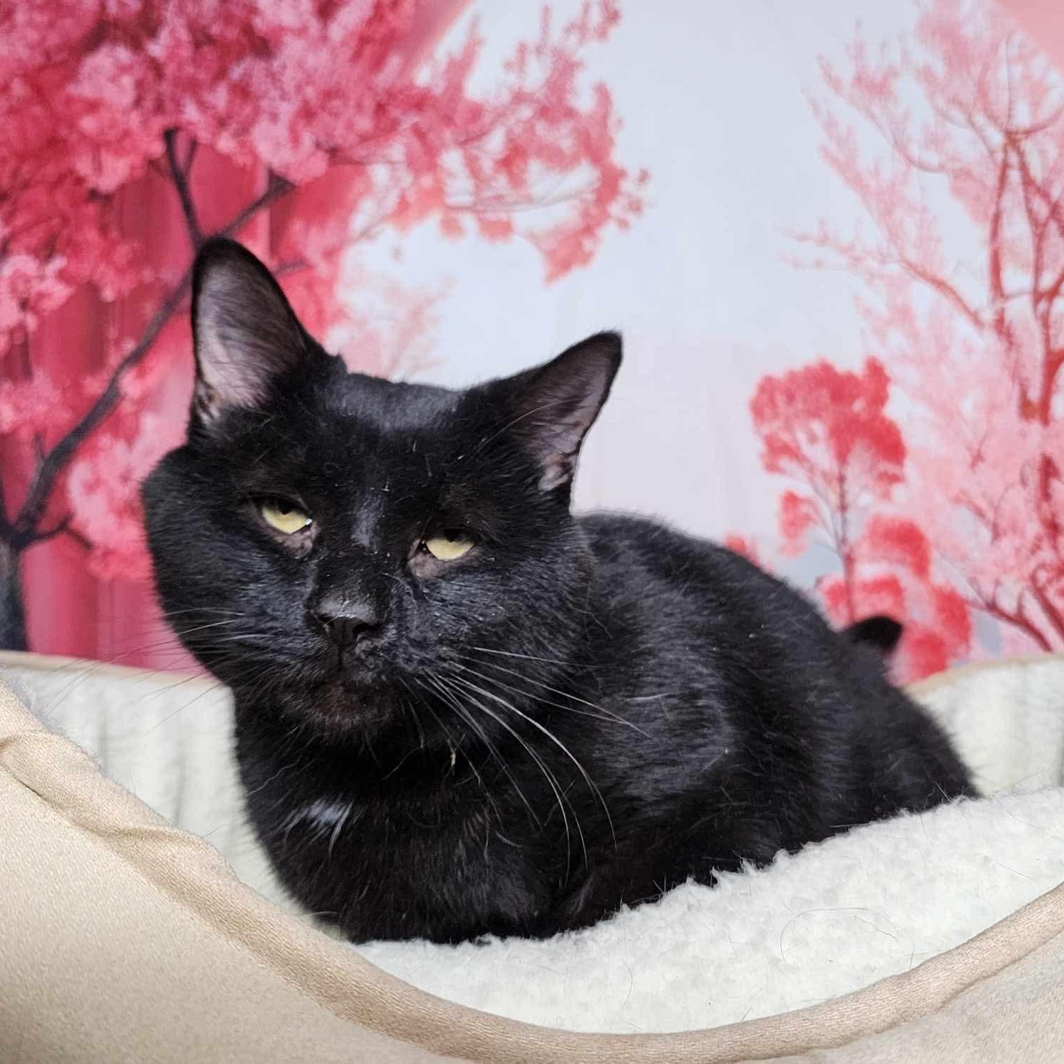 Edward, a Adoptable mixed breed in Greensburg, PA image 4/6