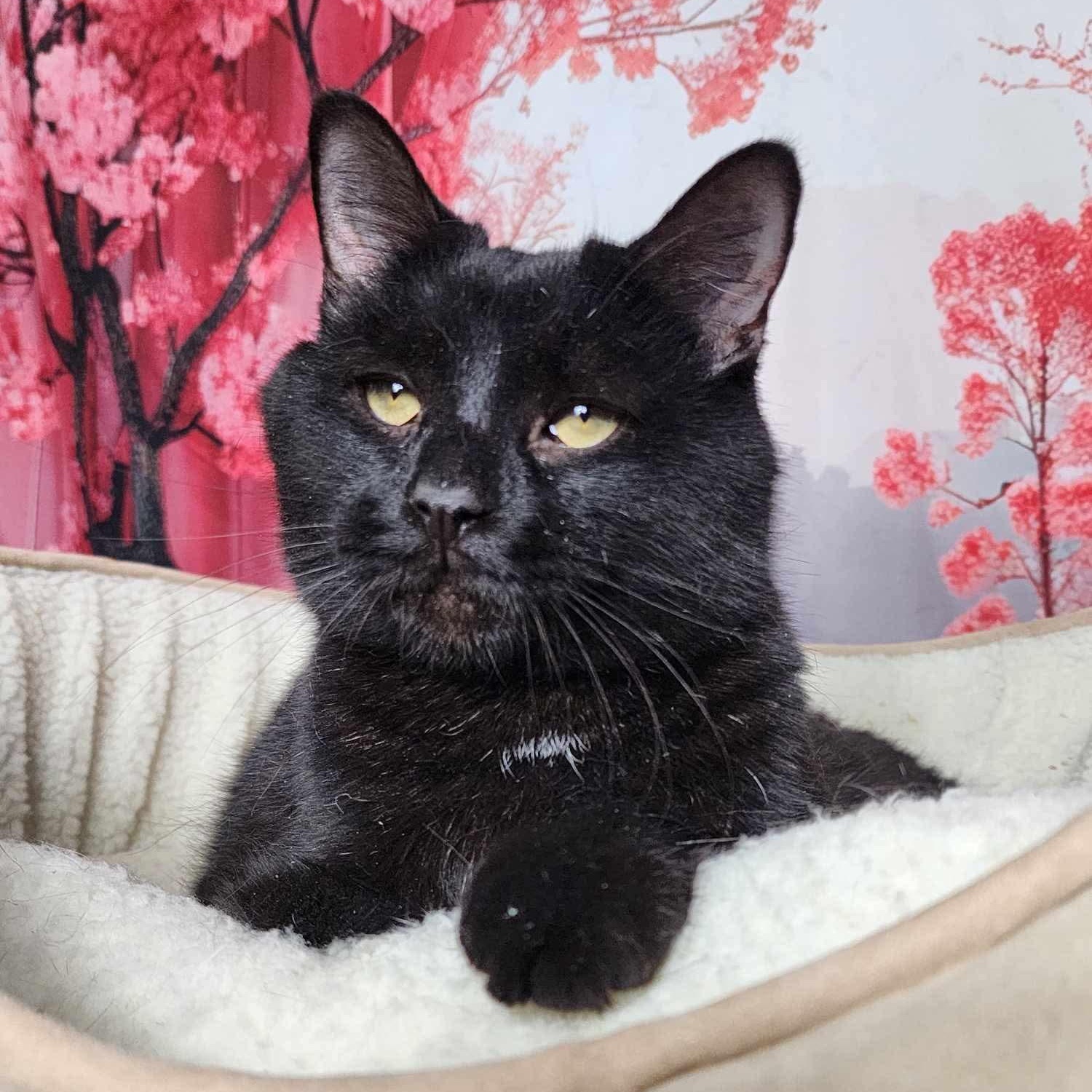 Edward, Adoptable, Adult Male Domestic Short Hair.