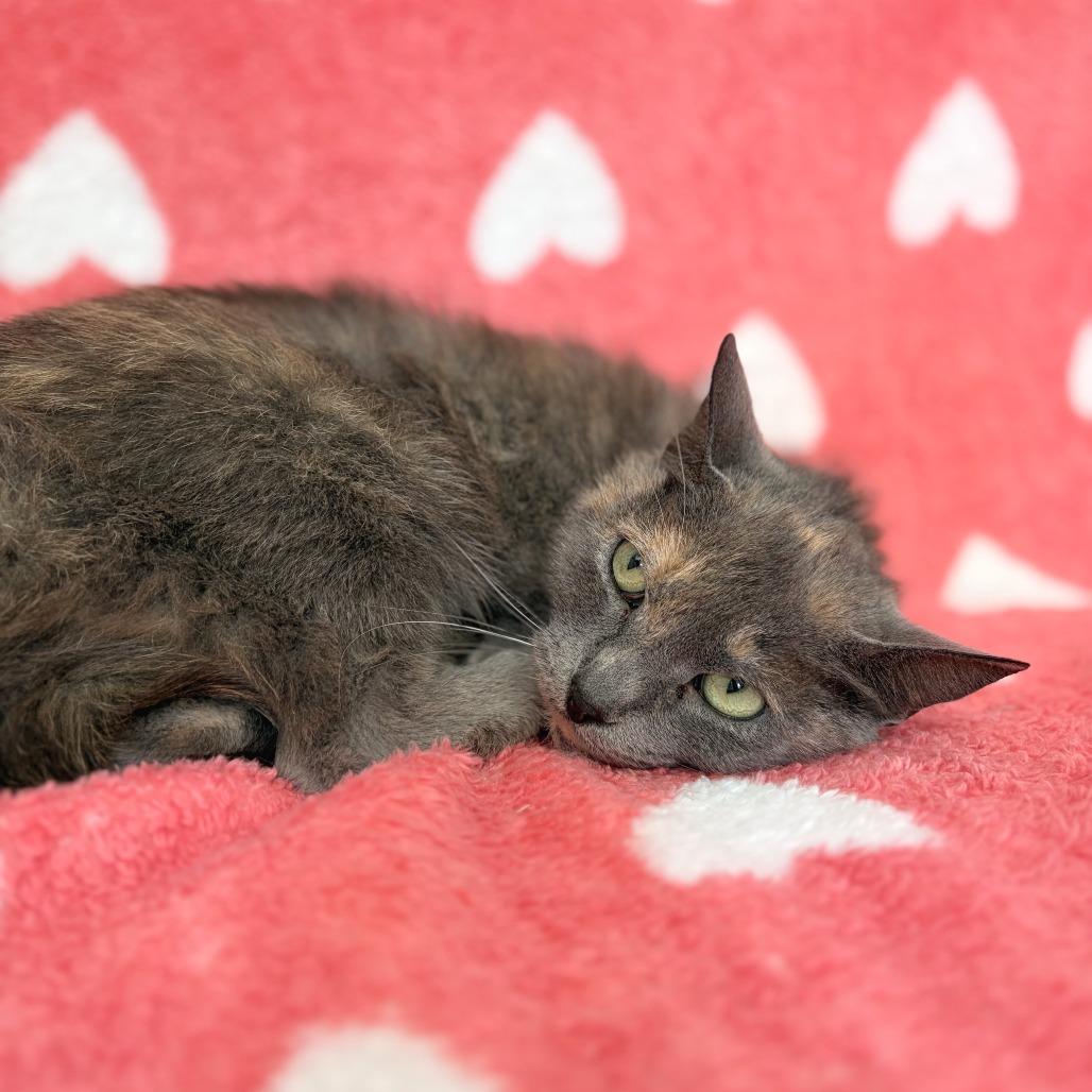 Kangaroo, Adoptable, Adult Female Domestic Short Hair.