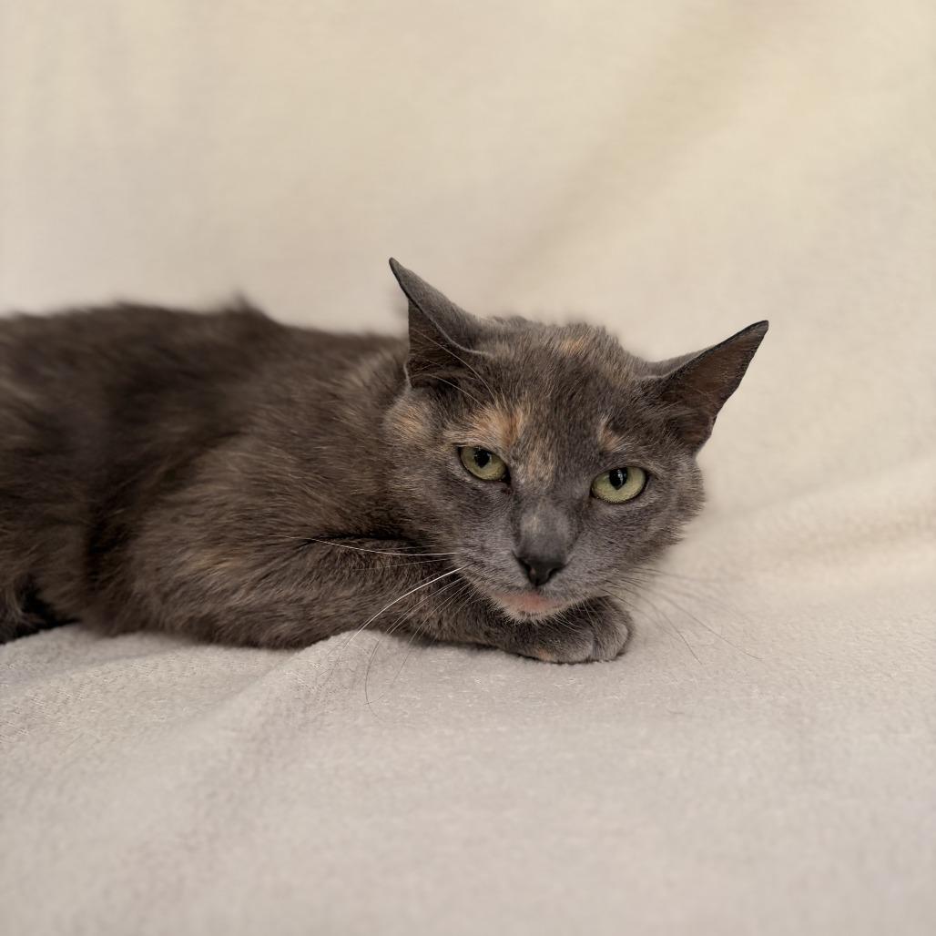Enlarge Kangaroo, a Adoptable Domestic Short Hair in Deerfield, IL image 2/3