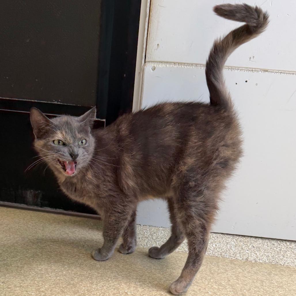 Enlarge Kangaroo, a Adoptable Domestic Short Hair in Deerfield, IL image 3/3