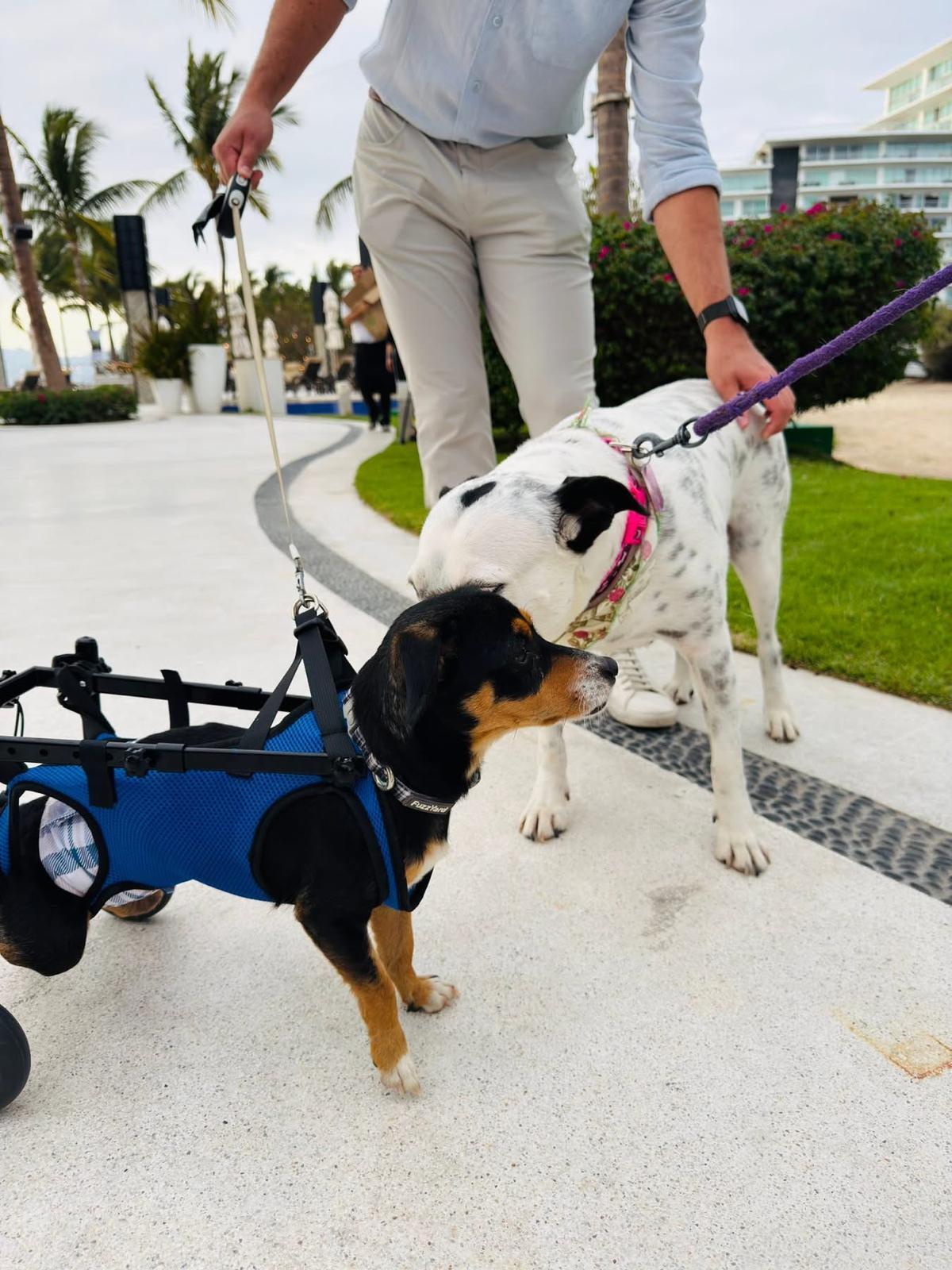 Manguito — thumbnail 2