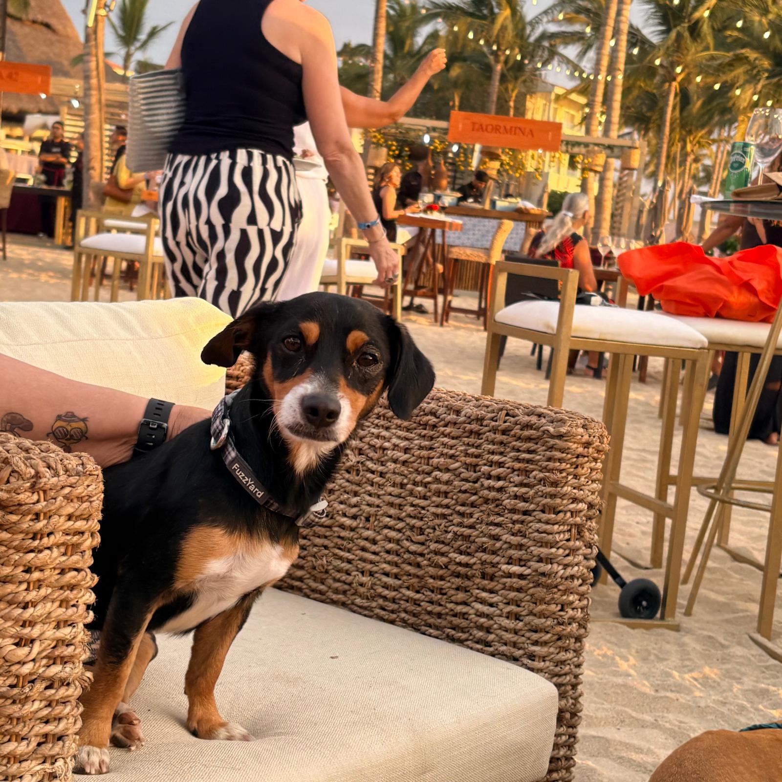 Manguito — thumbnail 4