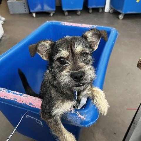 Enlarge Rosemary, a ADOPTABLE mixed breed in Portland, ME image 1/1