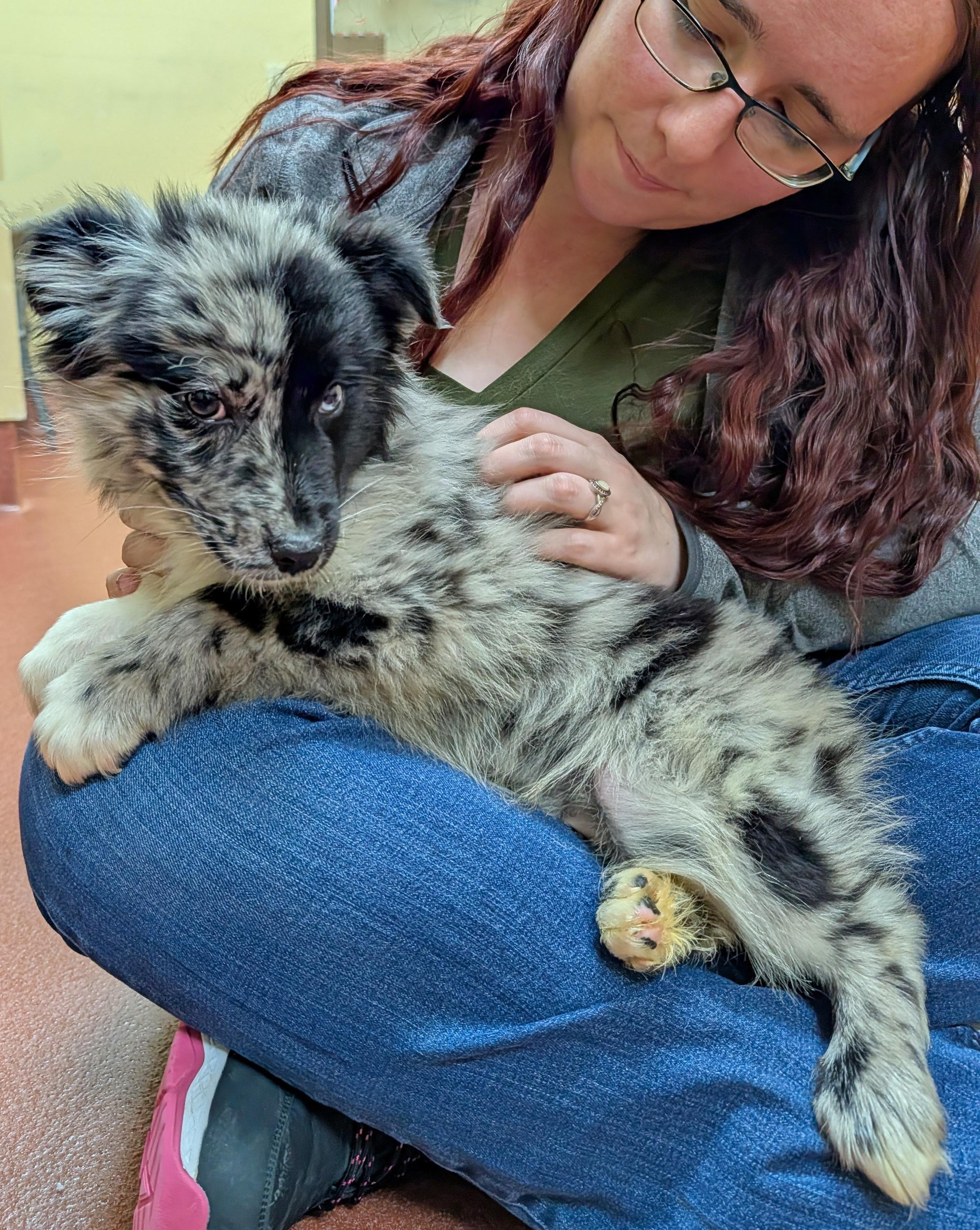 Enlarge Hayden, an adopted Australian Shepherd in POTOMAC, MD image 2/3