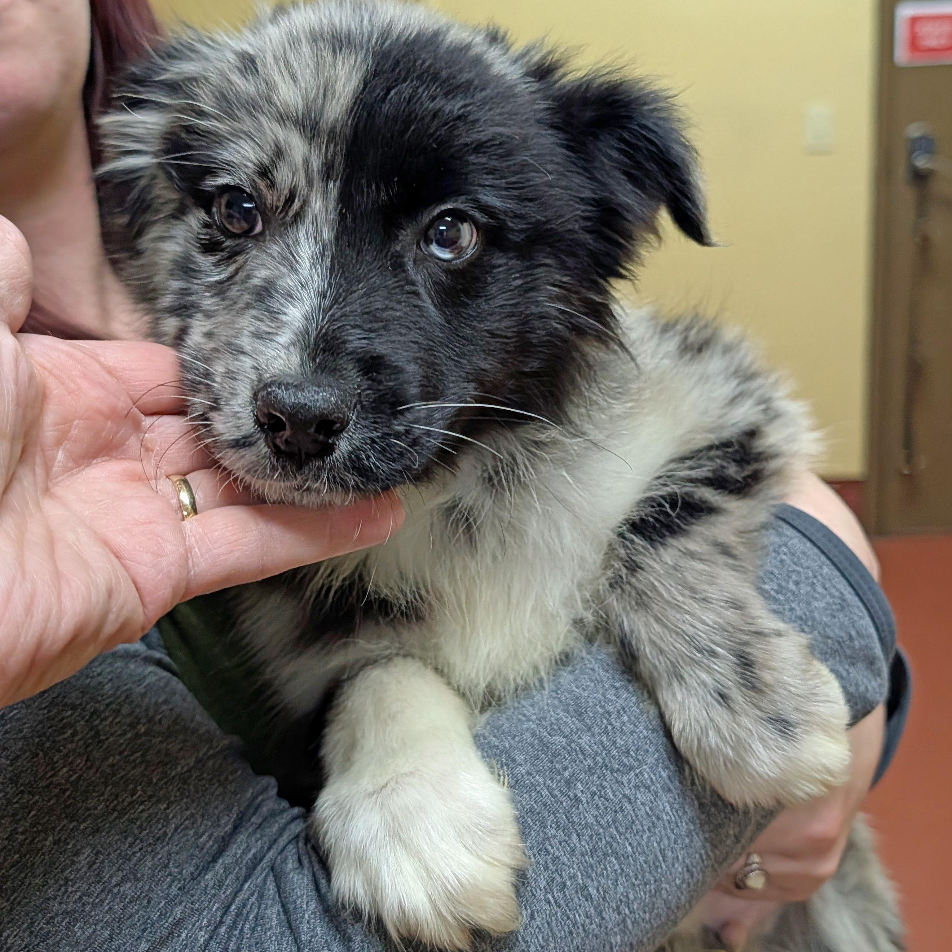 Enlarge Hayden, an adopted Australian Shepherd in POTOMAC, MD image 1/3