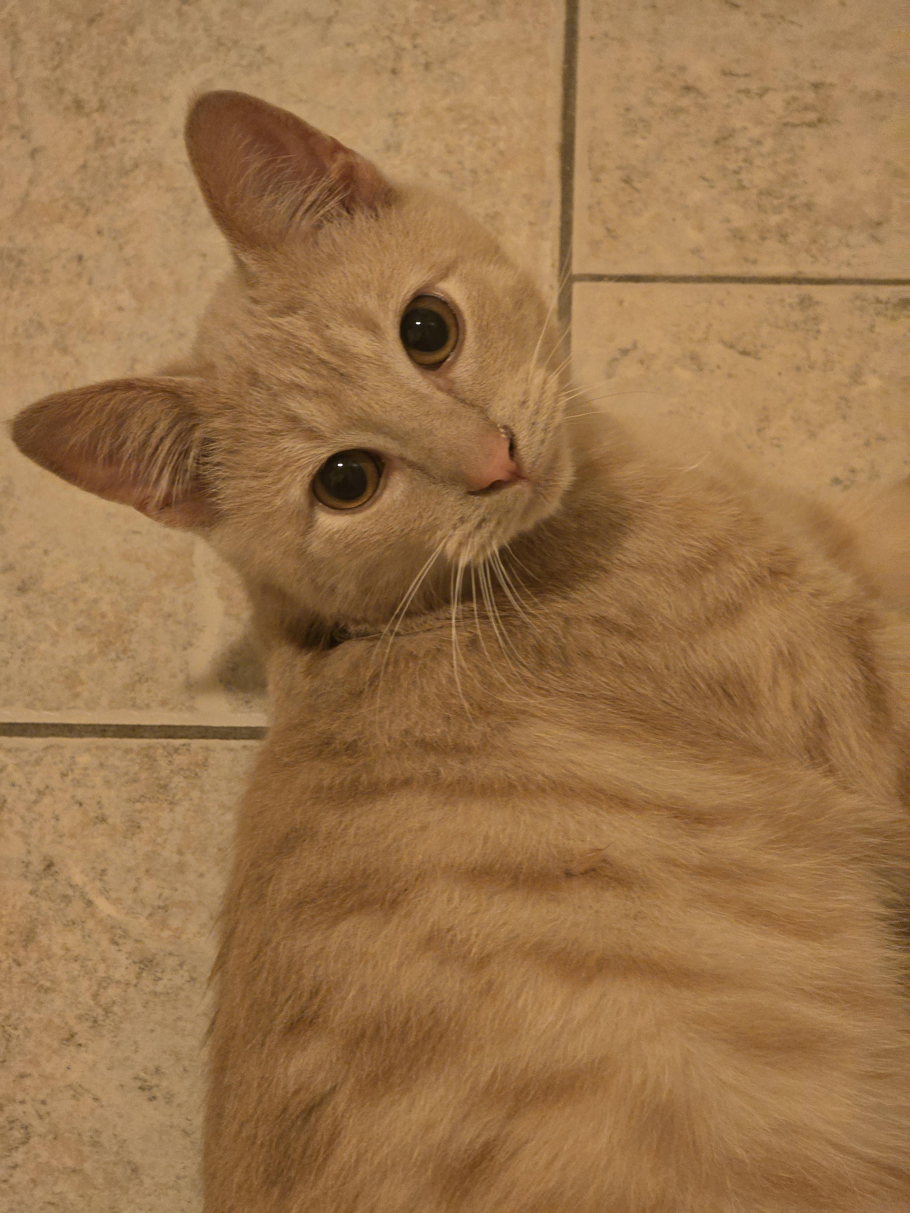 Aidin, Adoptable, Young Male Domestic Short Hair.