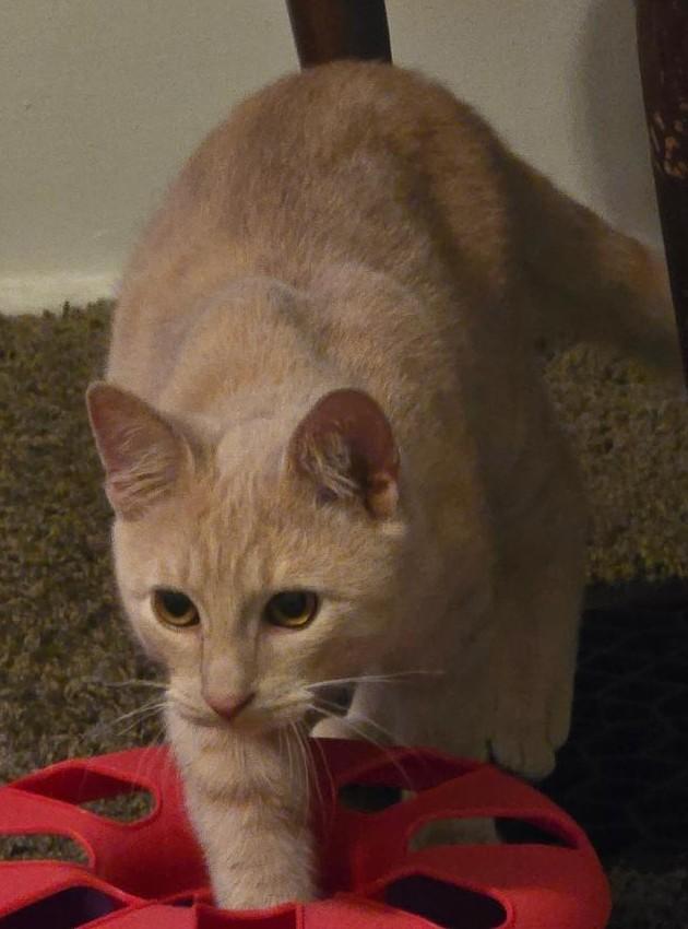 Aidin, a Adoptable Domestic Short Hair in Grove City, OH image 2/3