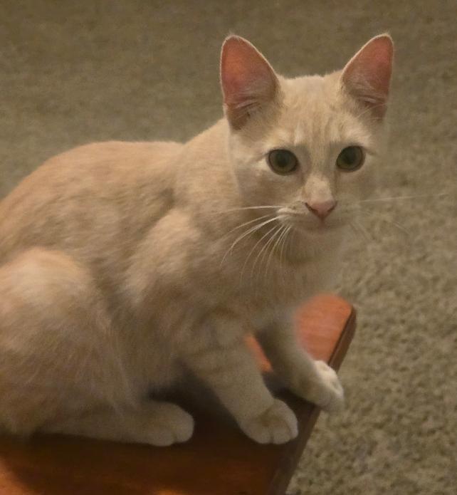 Aidin, a Adoptable Domestic Short Hair in Grove City, OH image 3/3