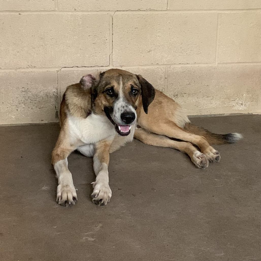 Crumpet, Adoptable, Adult Male Shepherd.