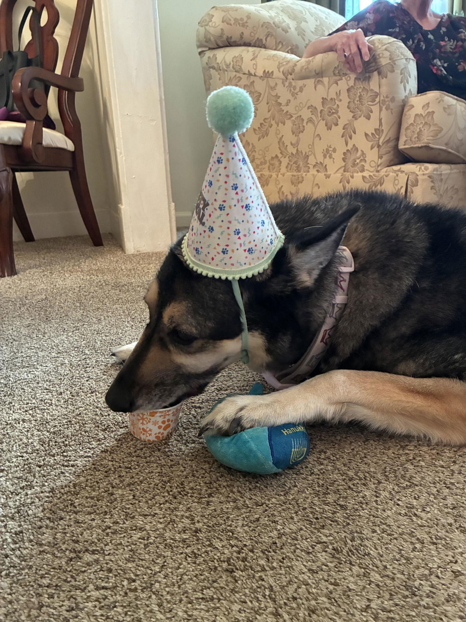 Enlarge Jocie nka ECHO, a Adoptable German Shepherd Dog in Baltimore, MD image 2/4