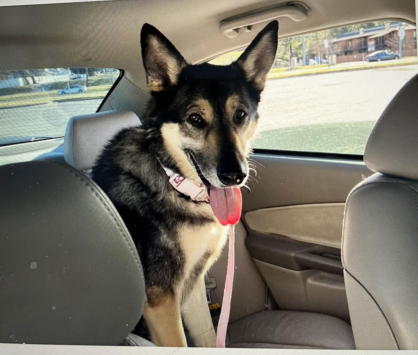 Jocie nka ECHO, Adoptable, Senior Female German Shepherd Dog.