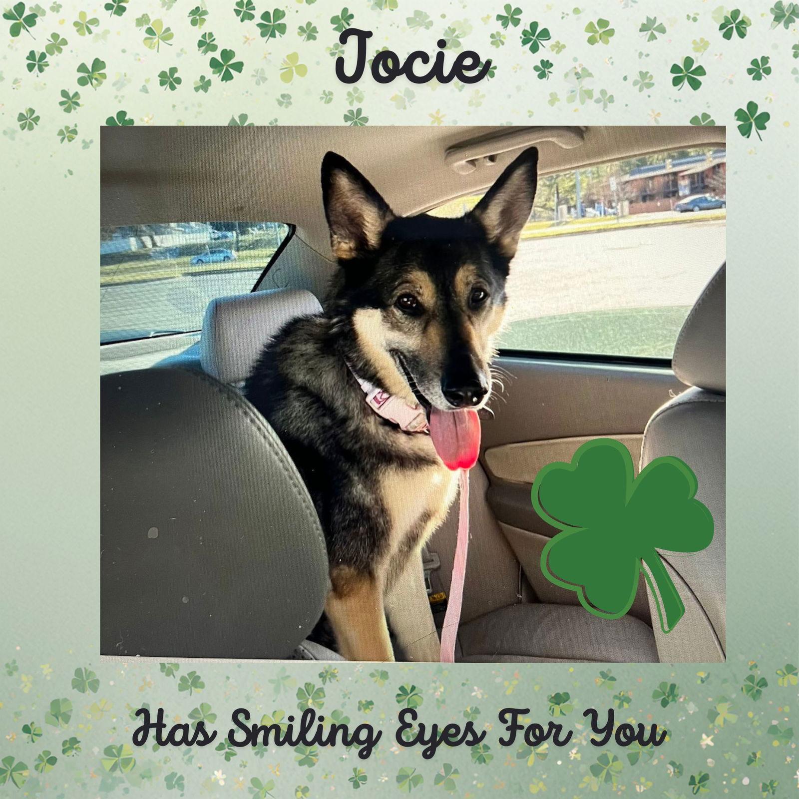 Enlarge Jocie nka ECHO, a Adoptable German Shepherd Dog in Baltimore, MD image 3/4