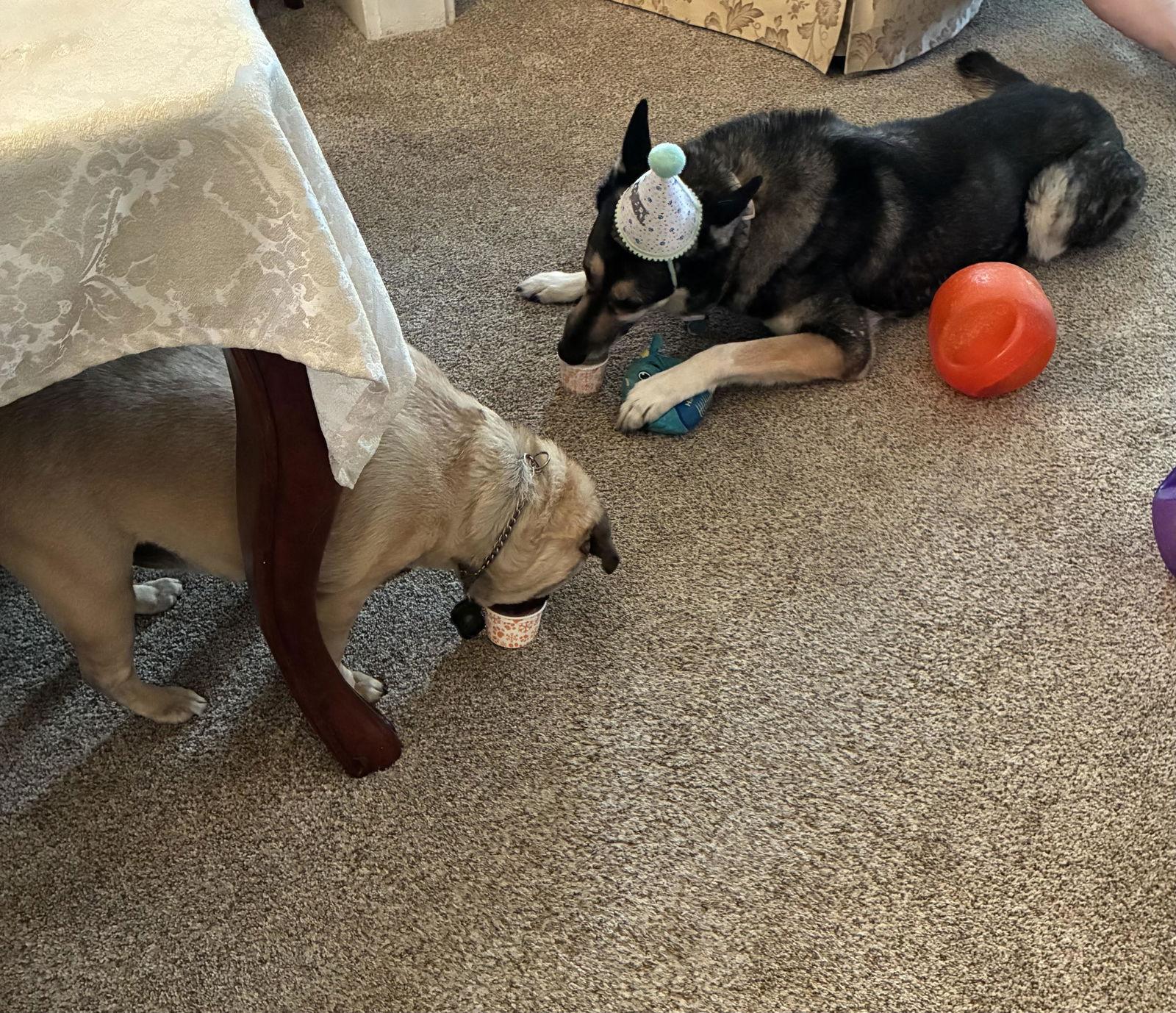 Enlarge Jocie nka ECHO, a Adoptable German Shepherd Dog in Baltimore, MD image 4/4