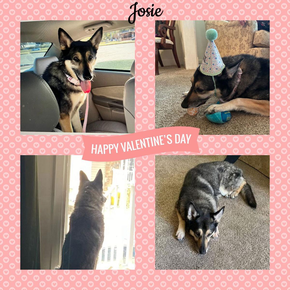 Enlarge Jocie nka ECHO, a Adoptable German Shepherd Dog in Baltimore, MD image 2/3