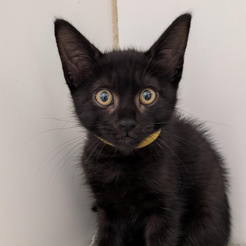 Stormi, Adoptable, Kitten Female Domestic Short Hair.