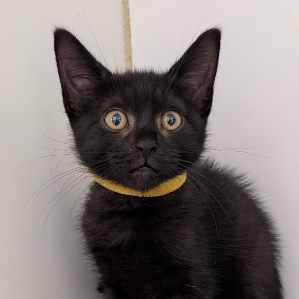 Enlarge Stormi, a Adoptable Domestic Short Hair in Hawthorne, CA image 2/2