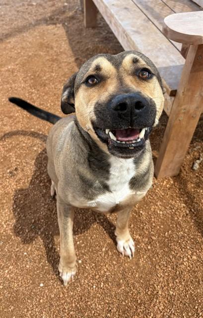 Enlarge TONTO, a Adoptable mixed breed in Killeen, TX image 1/1