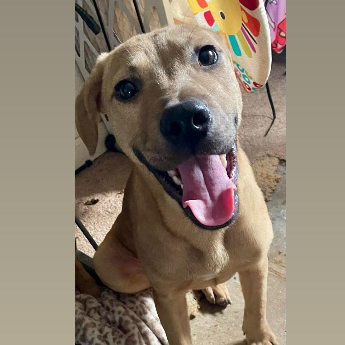 Scooby — thumbnail 2