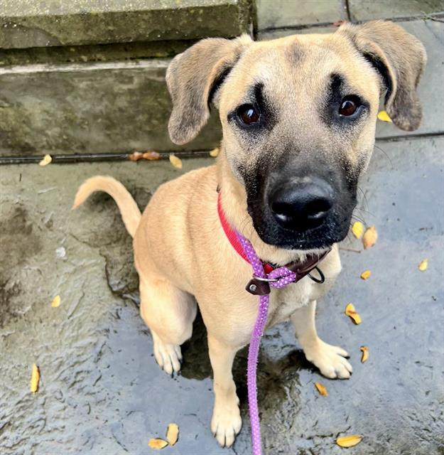 Enlarge MONTEGO, a Adoptable German Shepherd Dog in Auburn, CA image 1/1
