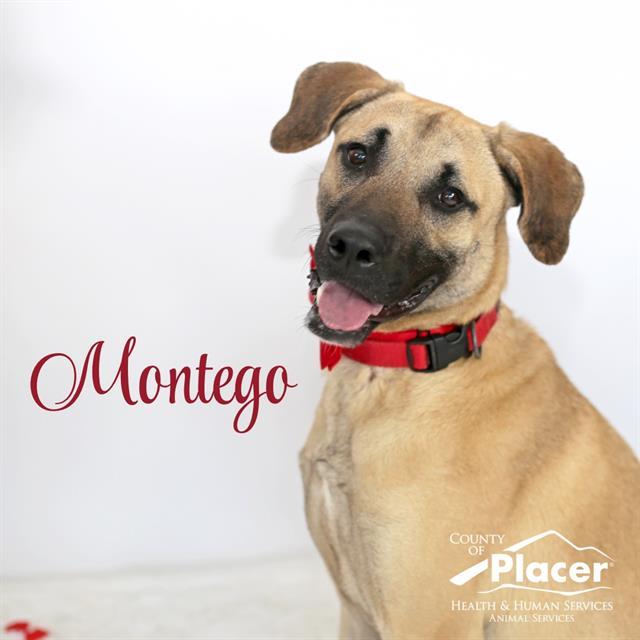 MONTEGO, Adoptable, Adult Male Black Mouth Cur.