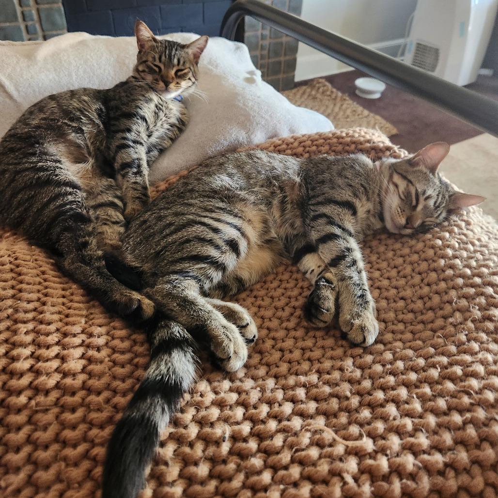 Izzy — thumbnail 2