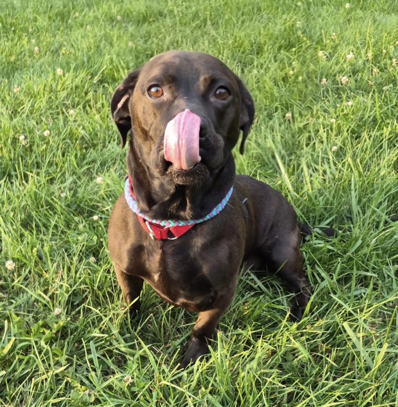 Brandon, an adopted mixed breed in Indiana, PA image 2/3