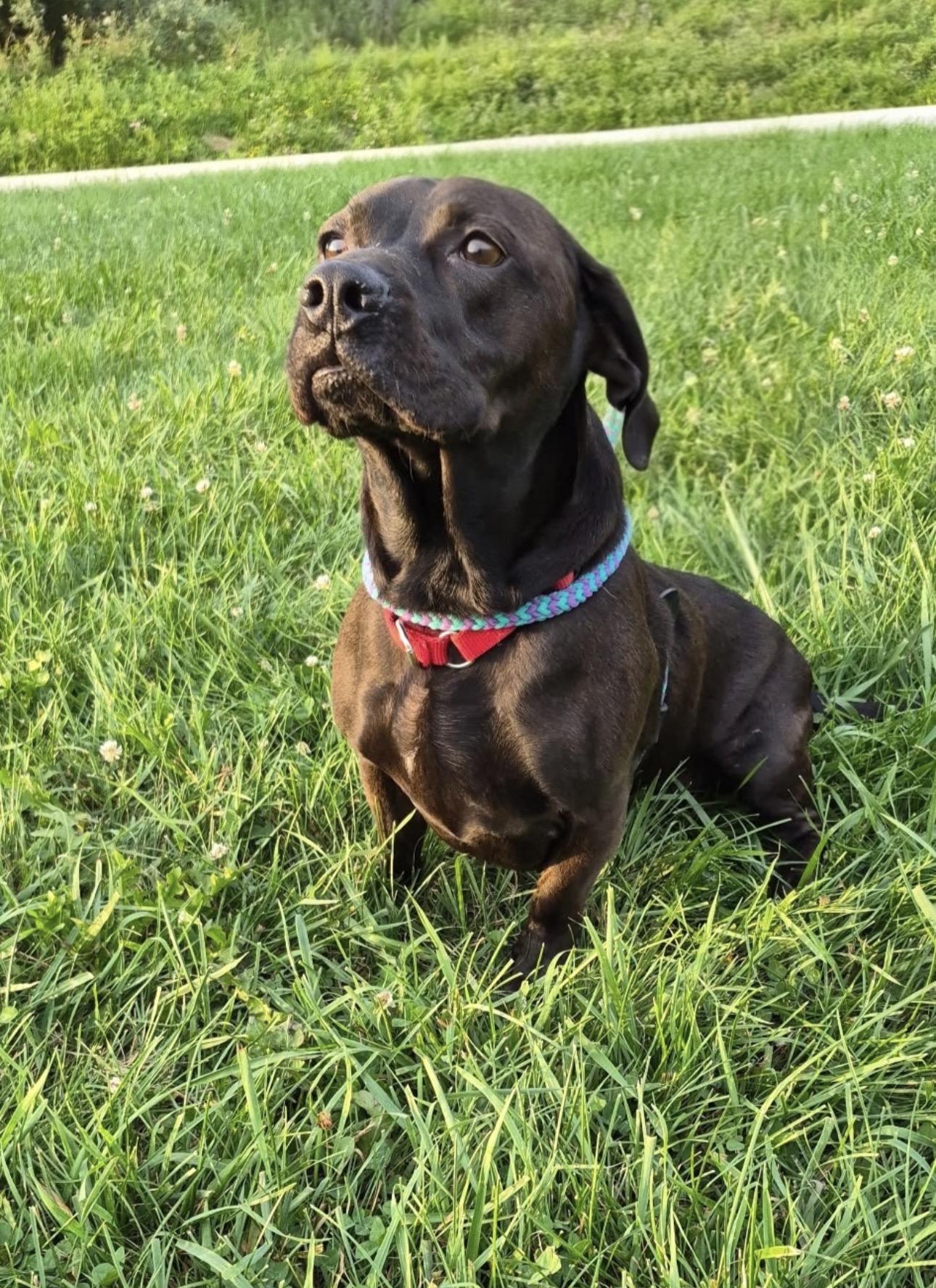 Brandon, an adopted mixed breed in Indiana, PA image 3/3