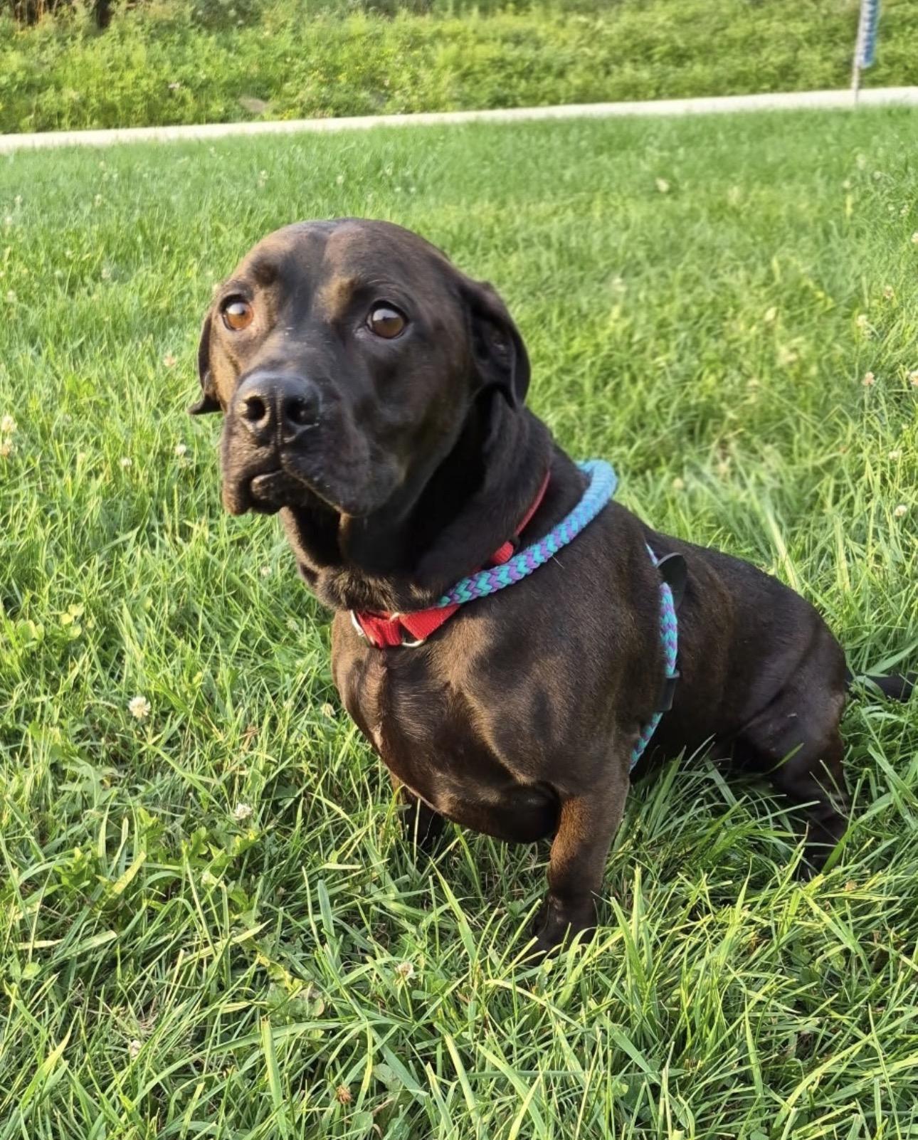 Brandon, adopted, Adult Male Black Labrador Retriever & Dachshund.