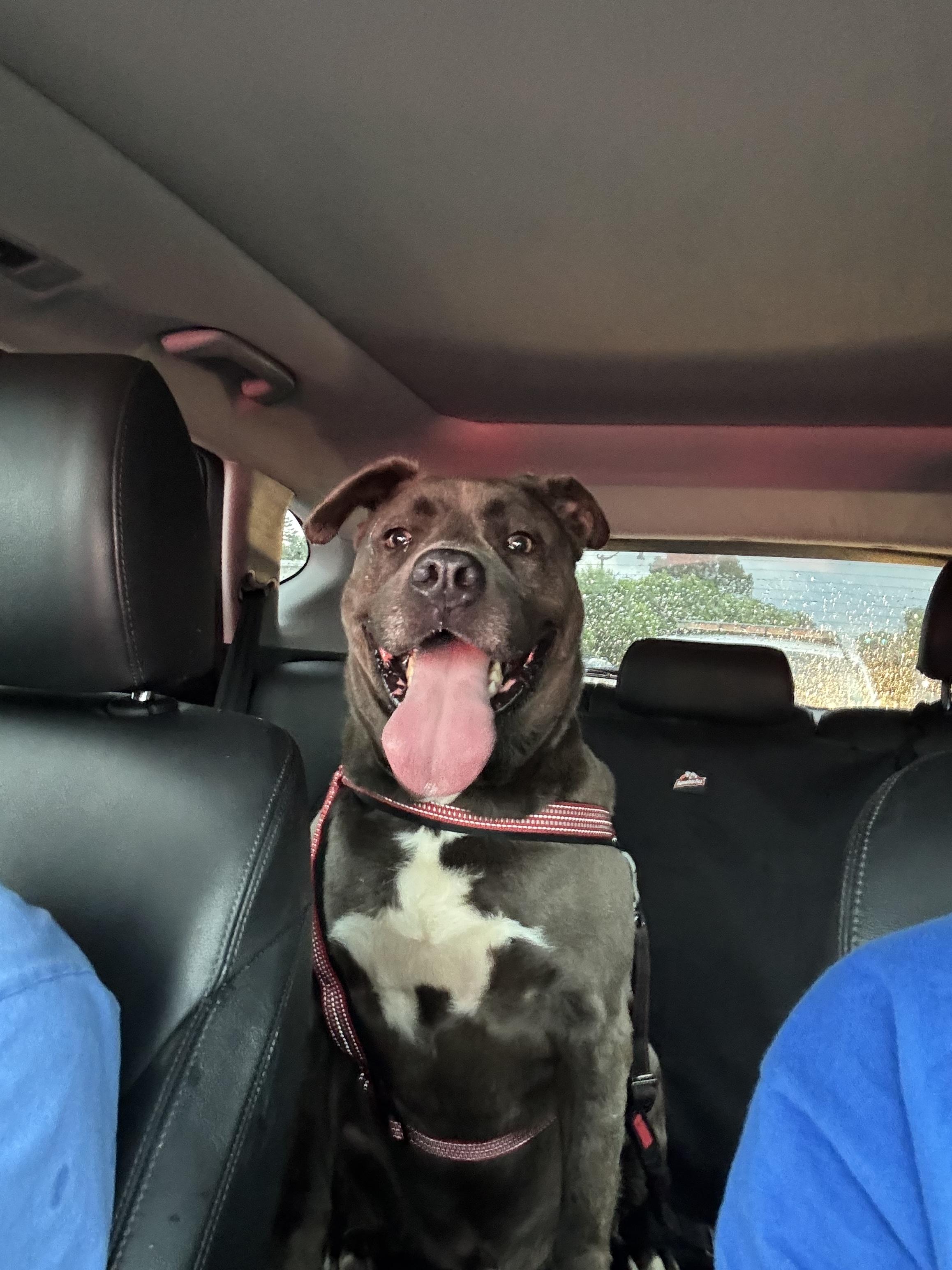 Stanley, a Adoptable mixed breed in Marietta, GA image 3/4