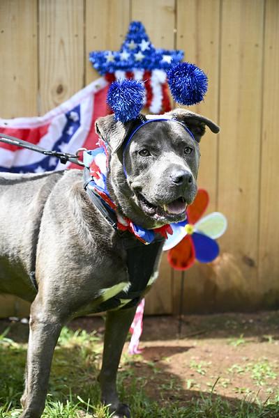 Stanley Labrador Retriever Dog