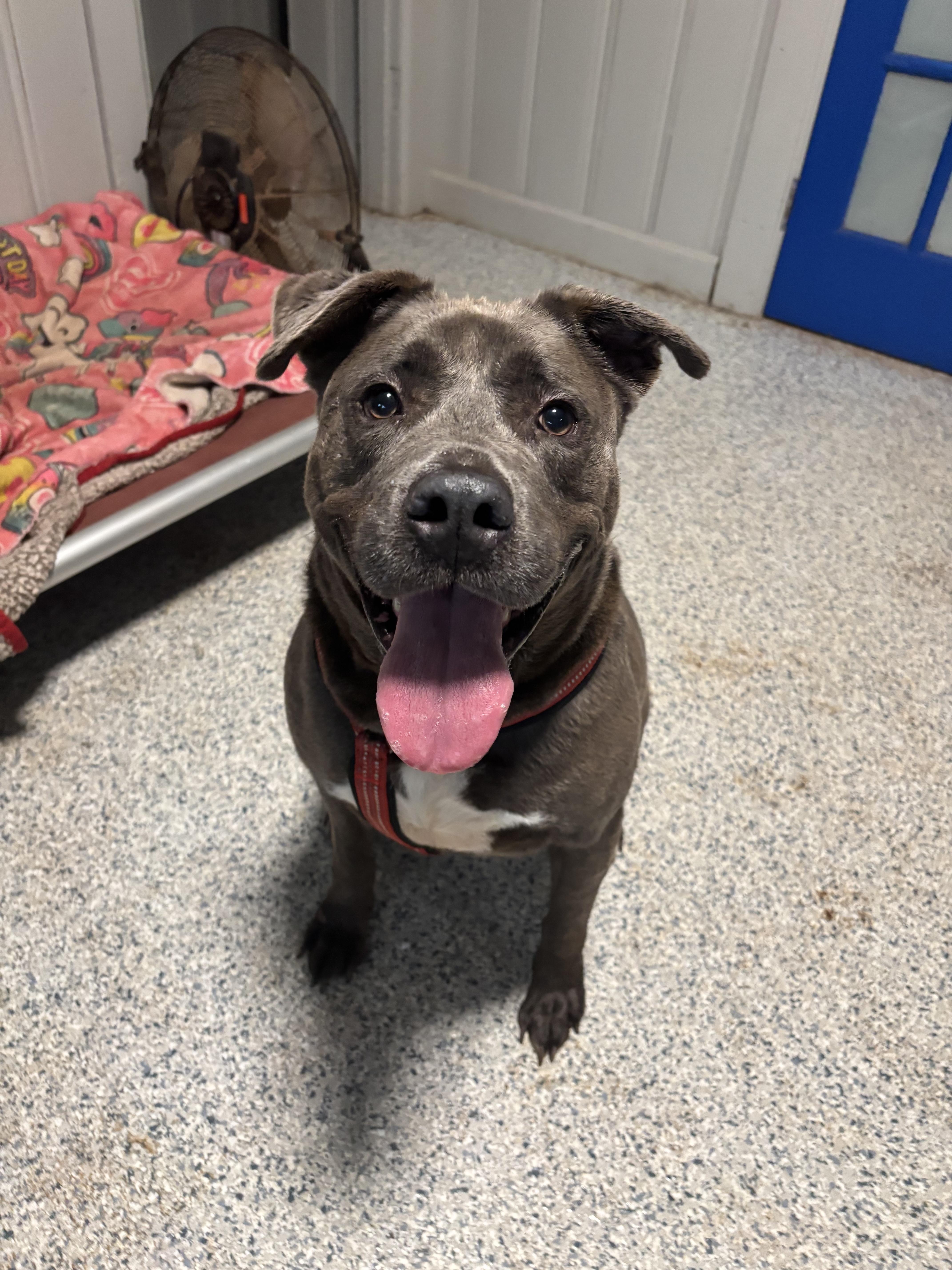 Stanley, a Adoptable mixed breed in Marietta, GA image 1/4