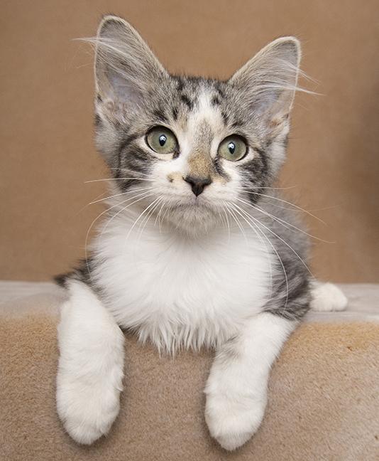 Carlile, a ADOPTABLE Domestic Medium Hair in Chicago, IL image 5/5