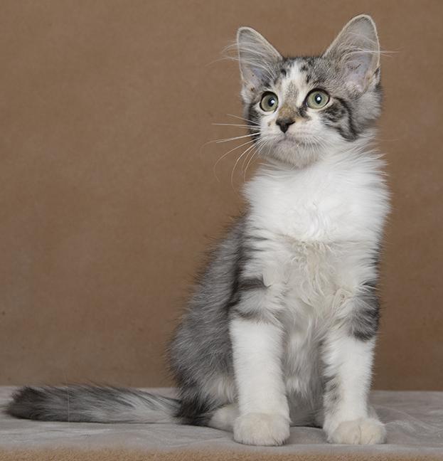 Carlile, a ADOPTABLE Domestic Medium Hair in Chicago, IL image 4/5