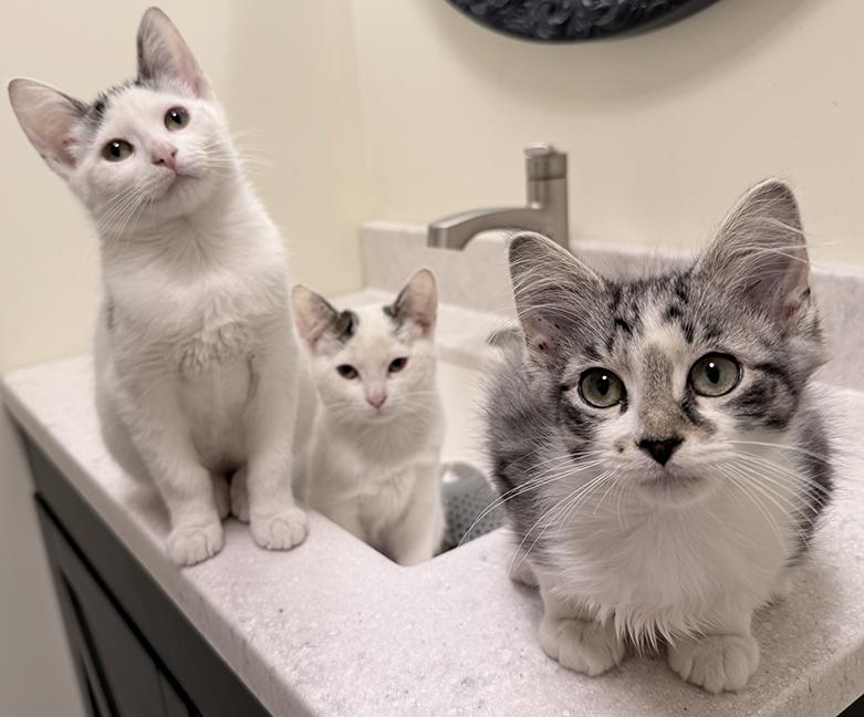 Carlile, a ADOPTABLE Domestic Medium Hair in Chicago, IL image 3/5