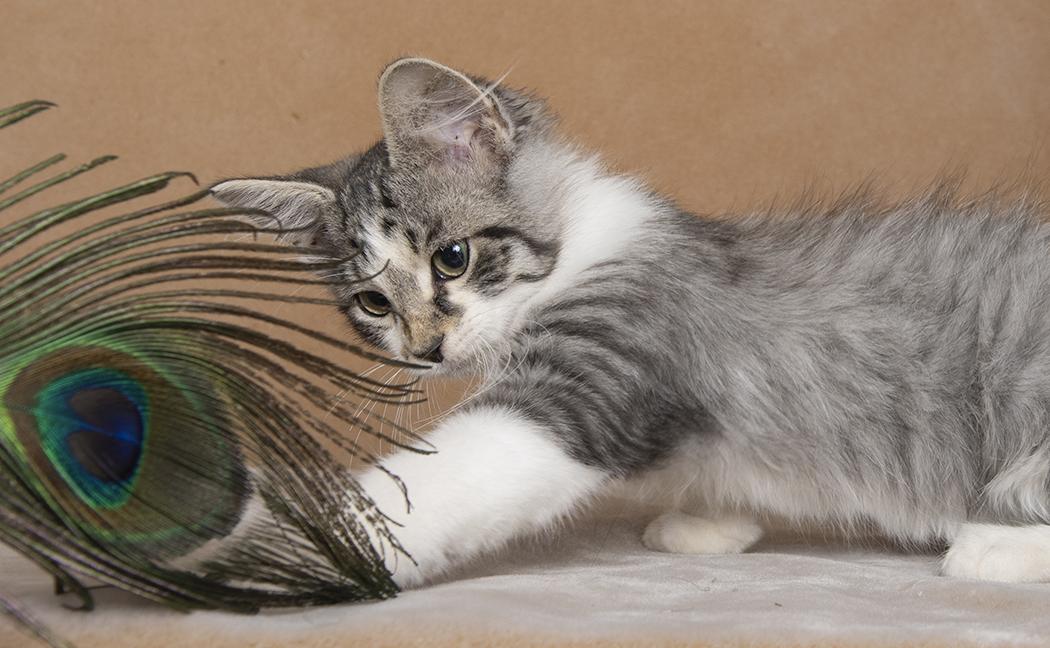 Carlile, ADOPTABLE, Kitten Male Domestic Medium Hair.