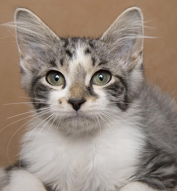 Carlile, a ADOPTABLE Domestic Medium Hair in Chicago, IL image 2/5