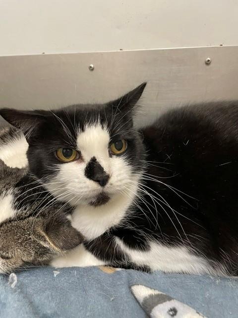 Enlarge Queenie, a Adoptable Domestic Short Hair in Hayward, WI image 1/1