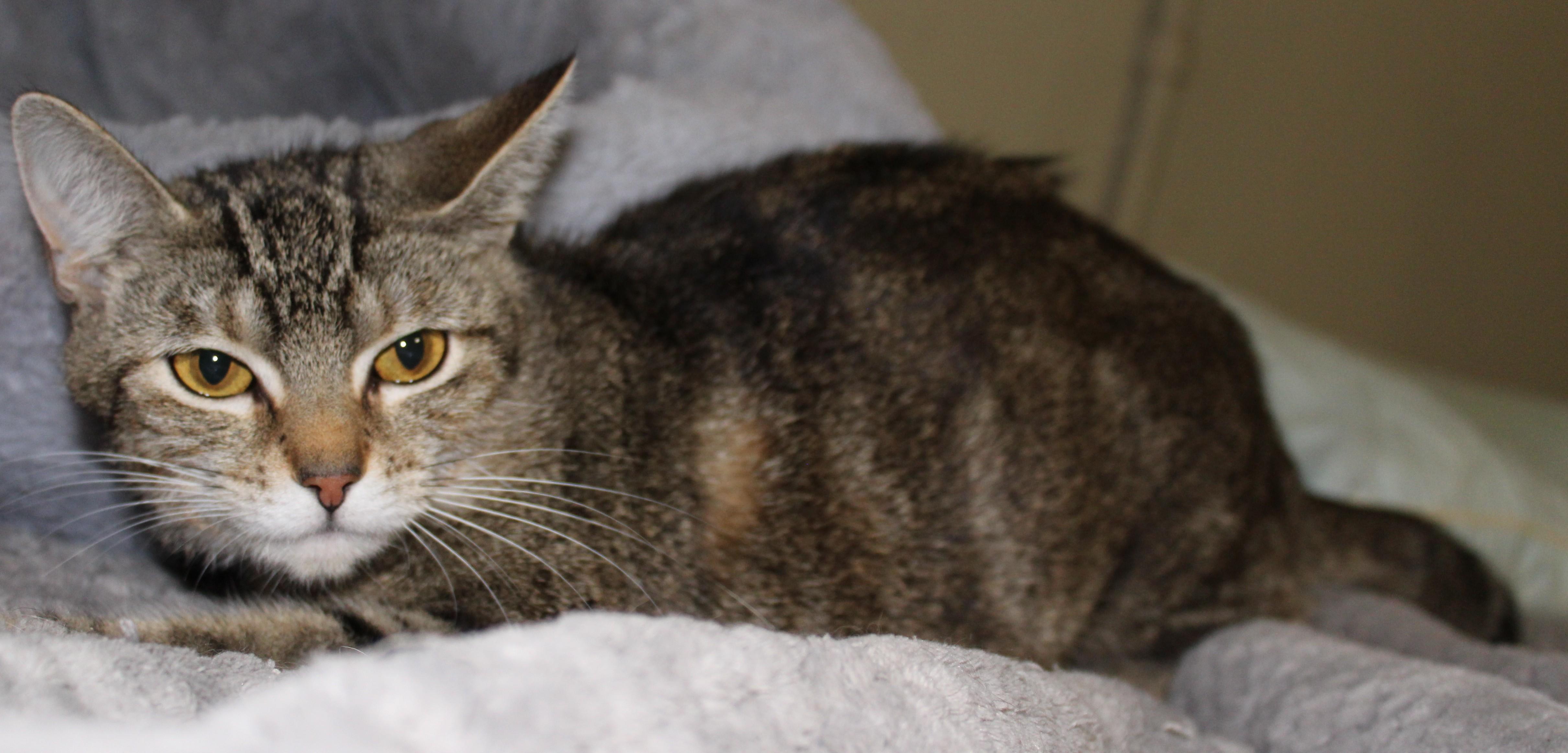 Waffle, Adoptable, Young Female Domestic Short Hair.