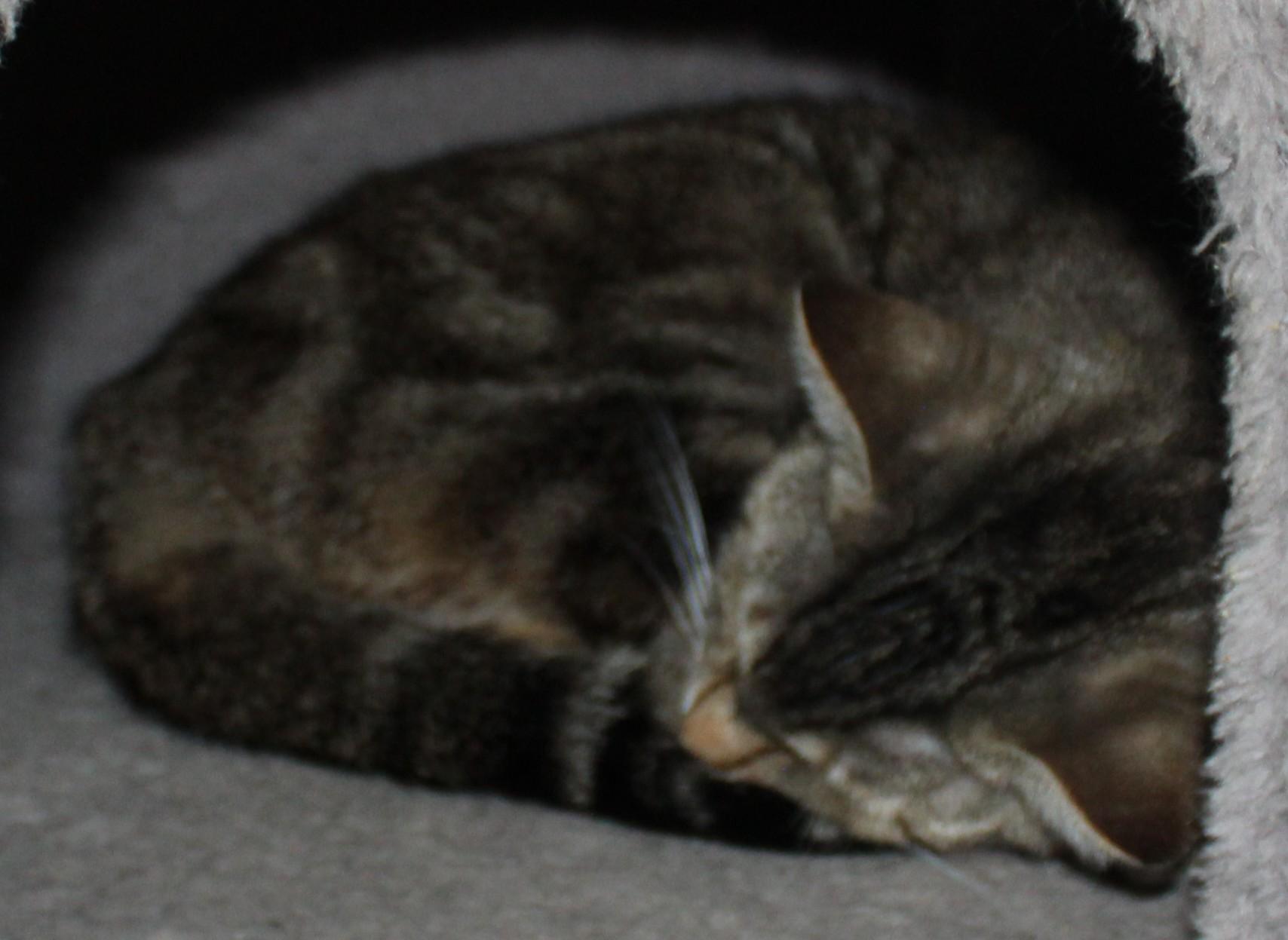 Waffle, an adoptable Domestic Short Hair in Huron, SD, 57350 | Photo Image 3