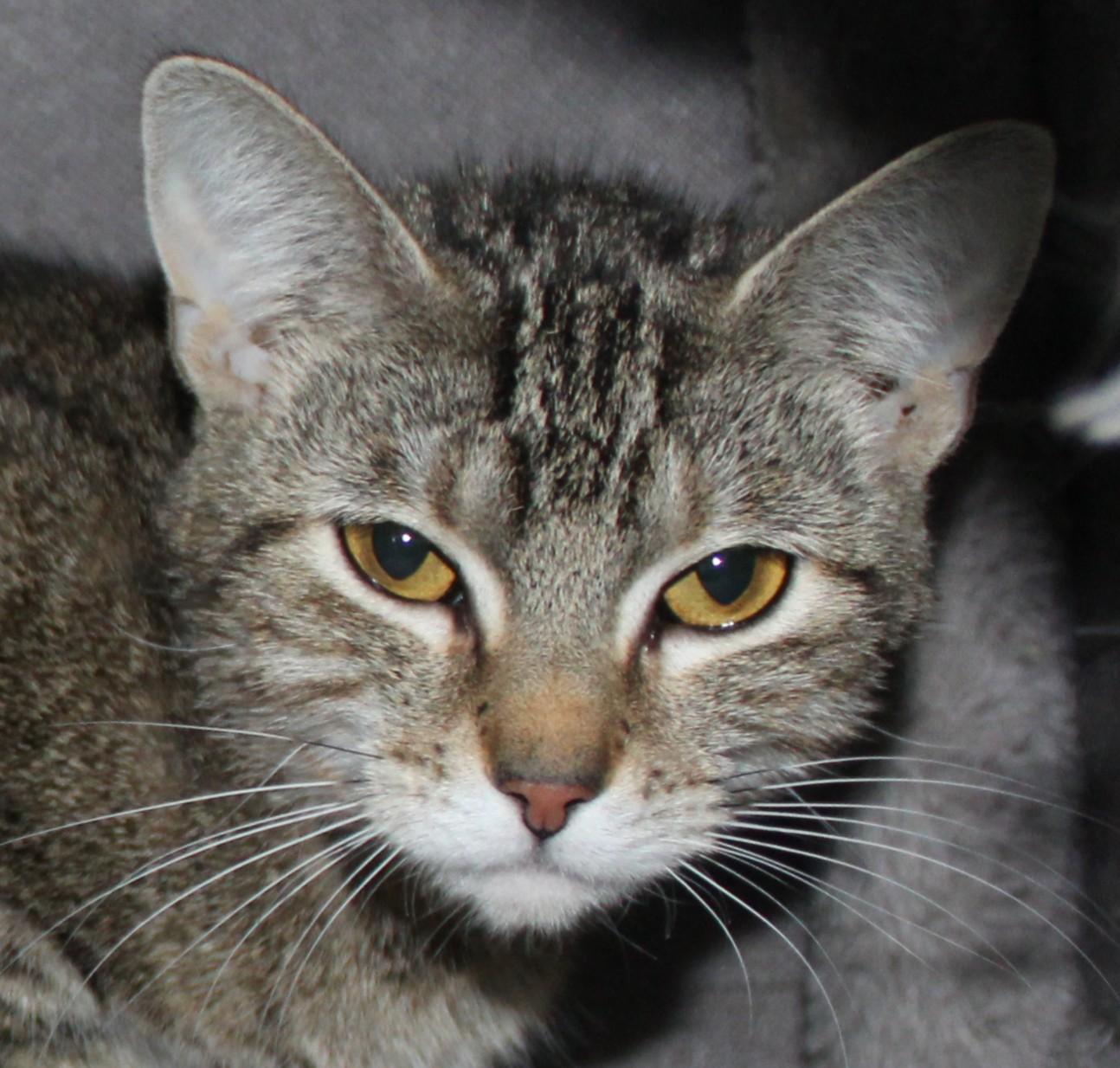 Waffle, an adoptable Domestic Short Hair in Huron, SD, 57350 | Photo Image 1