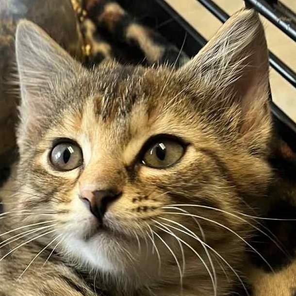 Betty, Baby Female Domestic Short Hair