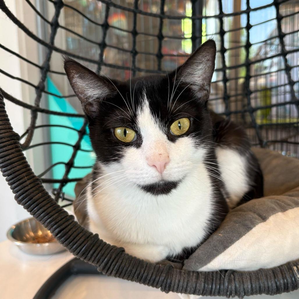 Enlarge Tomato, a Adoptable Domestic Short Hair in Louisville, KY image 1/4