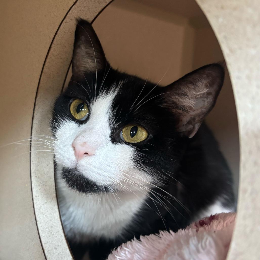 Enlarge Tomato, a Adoptable Domestic Short Hair in Louisville, KY image 2/4